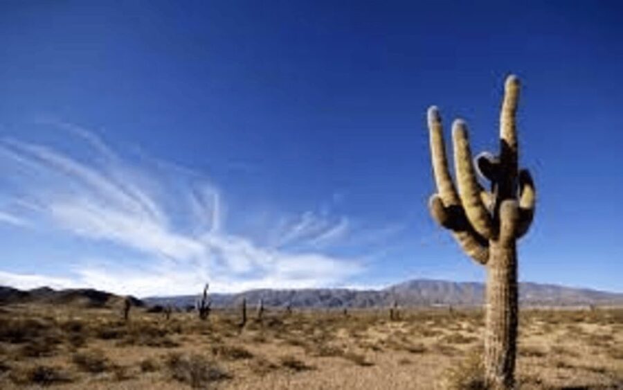 From Salta: Cachi and Los Cardones National Park Tour - Guides, language, and the vehicle