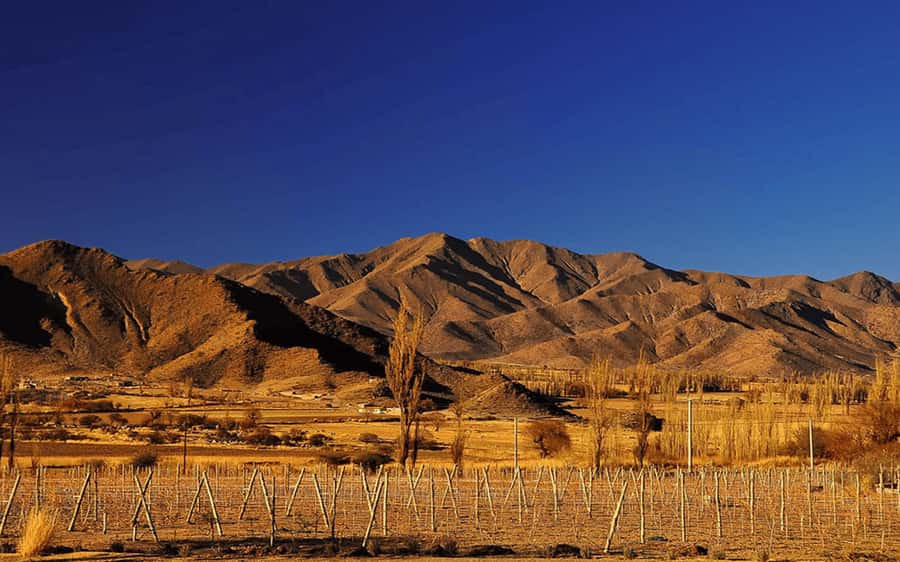 From Salta: Cachi and Los Cardones National Park Tour - Why this road from Salta is worth a full day