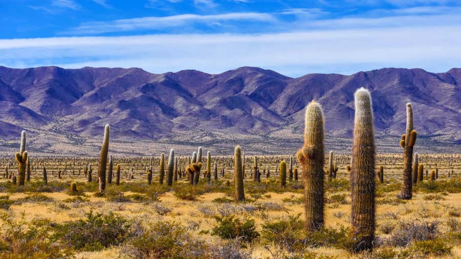 From Salta: Cachi and Los Cardones National Park Tour - Cuesta del Obispo and the road above the clouds