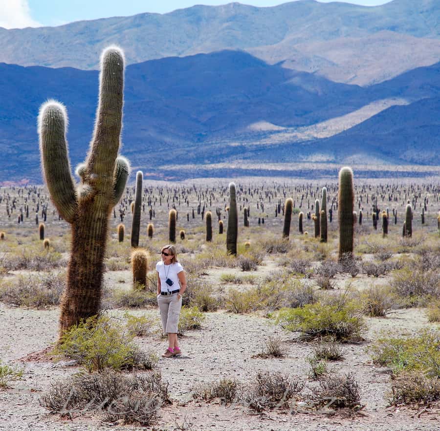 From Salta: Full-Day Scenic Tour to Cachi - Guides can shape the whole experience