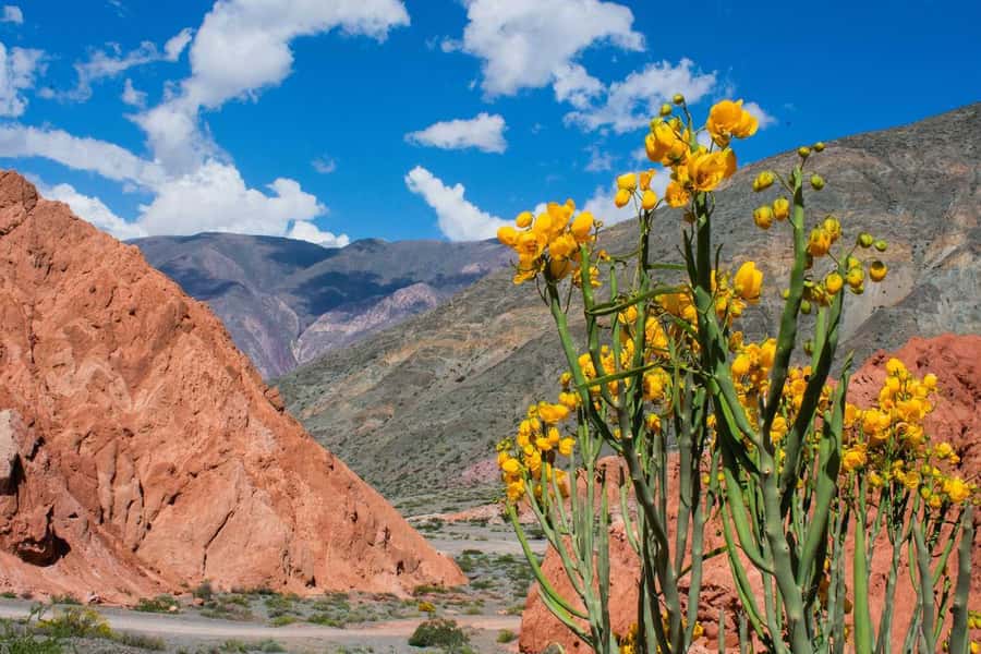 From Salta: Full-Day Trip to Salinas Grandes and Purmamarca - Practical details that improve the day
