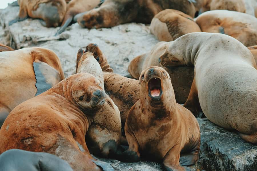 From Ushuaia: Beagle Channel Catamaran Tour - Sea lions near the second island