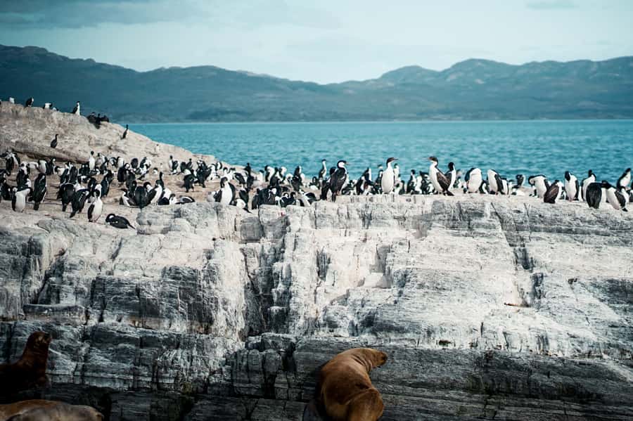 From Ushuaia: Beagle Channel Catamaran Tour - Bird Island and the Bridges archipelago