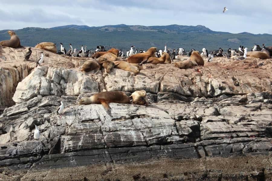 From Ushuaia: Penguin Watching Tour by Catamaran - Five hours across the Beagle Channel