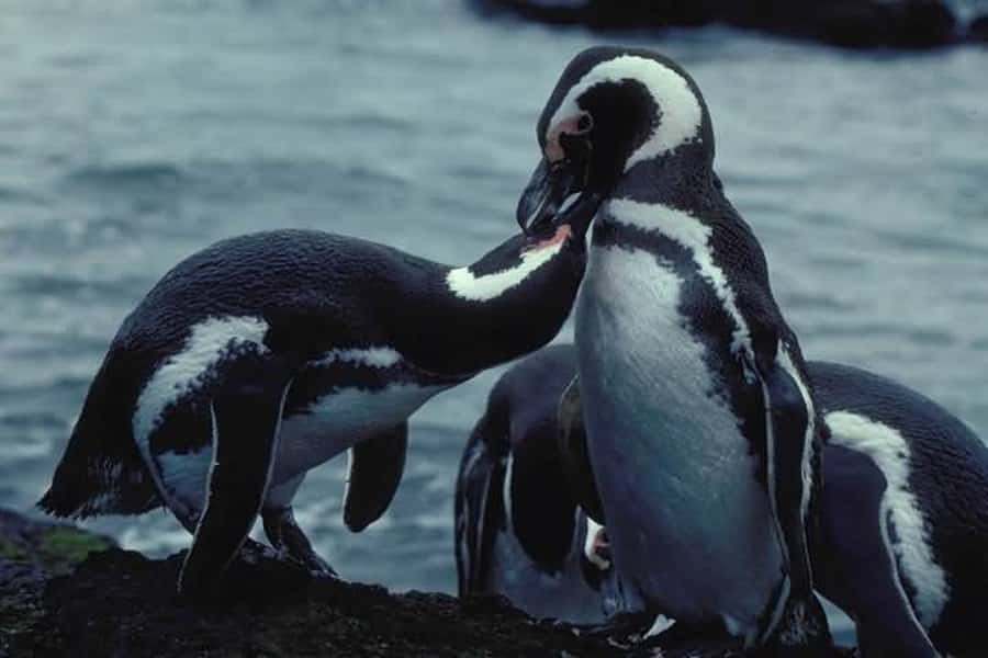 From Ushuaia: Penguin Watching Tour by Catamaran - Sea lions and cormorants on the outer islands