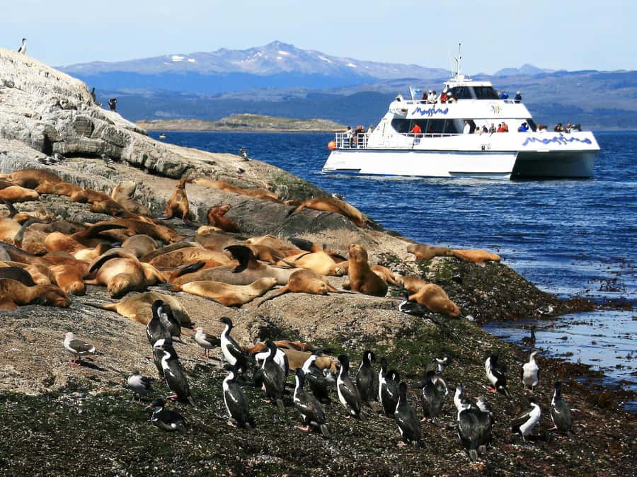 From Ushuaia: Penguin Watching Tour by Catamaran - What the catamaran format gets right