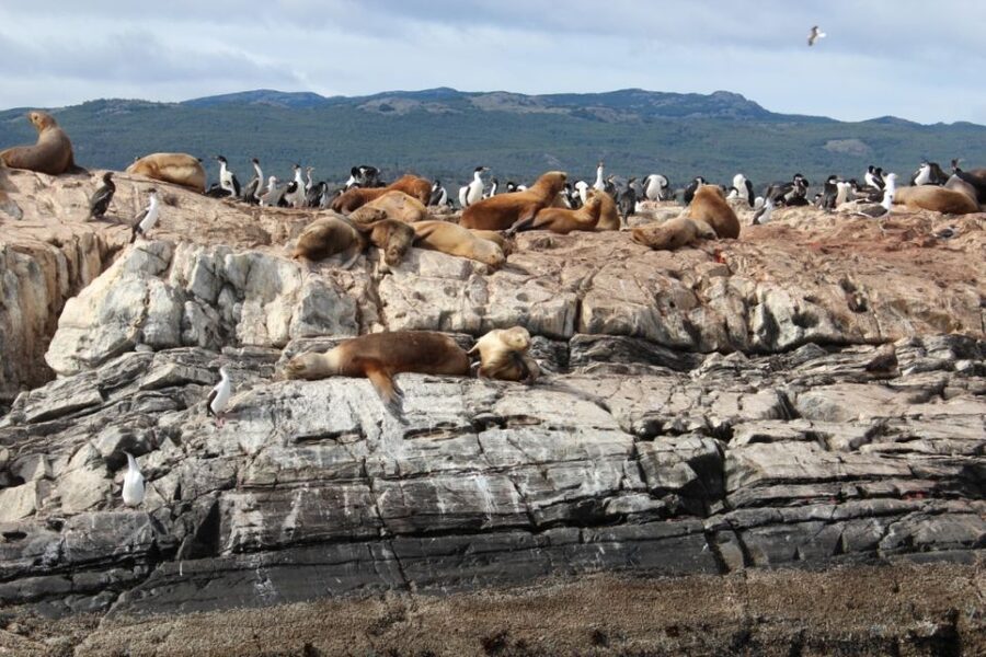 From Ushuaia: Penguin Watching Tour by Catamaran - The pickup problem and getting to the port