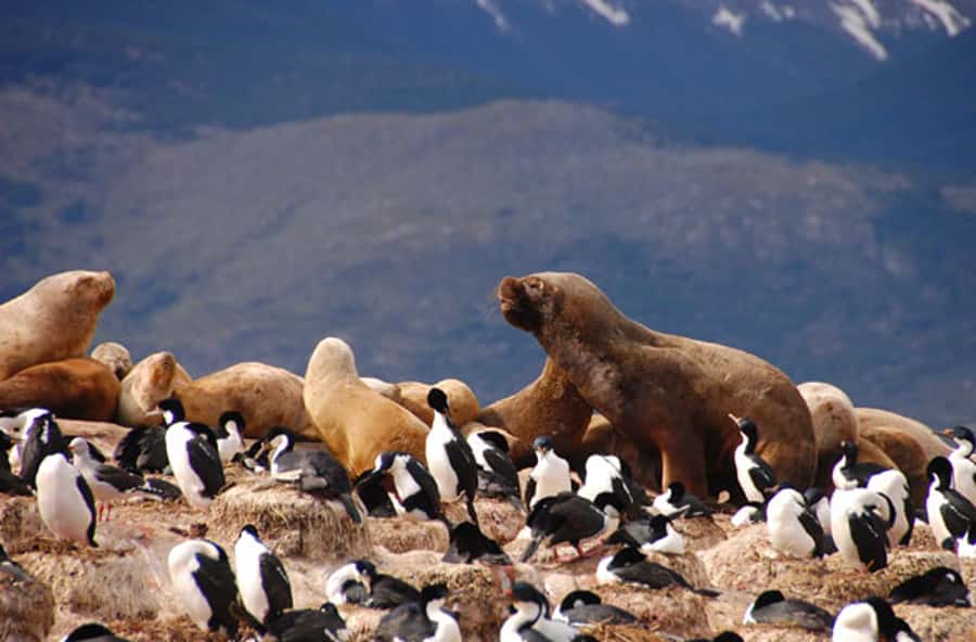 From Ushuaia: Penguin Watching Tour by Catamaran - Seeing Ushuaia from the water