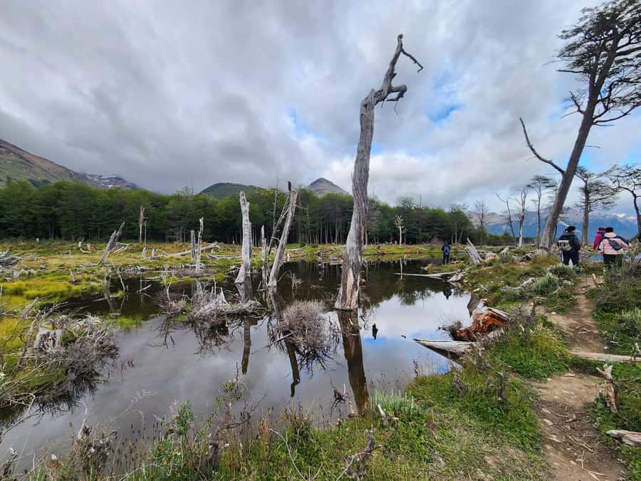 From Ushuaia: Tierra del Fuego Emerald Lagoon Trekking Tour - Key points to know before you book