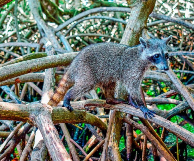 Full Day Barú island: Mangrove +Snorkel + Sunset + Plankton - Who will enjoy this Barú experience most?