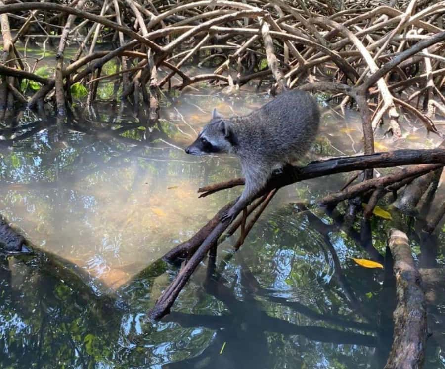 Full Day Barú island: Mangrove +Snorkel + Sunset + Plankton - A short mangrove ride and Baru’s raccoons