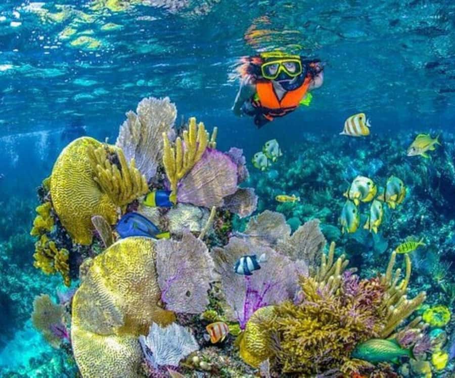Full Day Barú island: Mangrove +Snorkel + Sunset + Plankton - Swimming with bioluminescent plankton after dark
