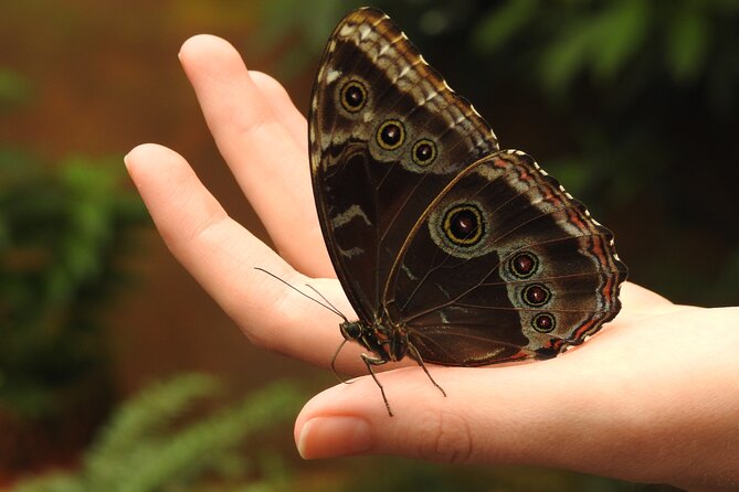 Full-Day Mindo Cloud Forest Tour Birdwatching Waterfalls and Hike - San Tadeo brings the birds close