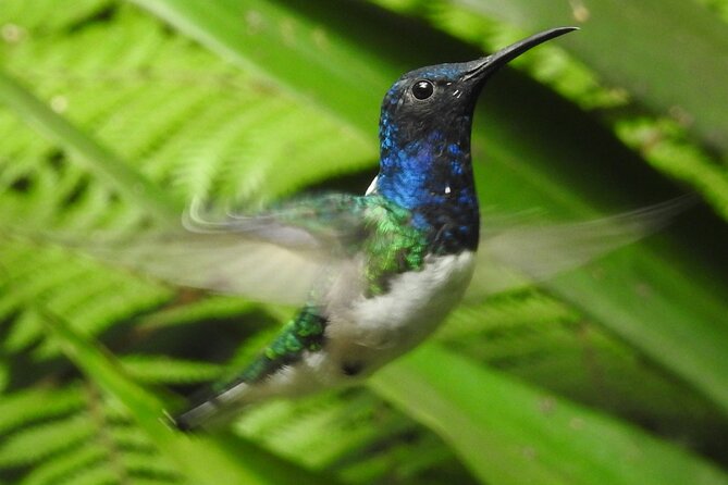 Full-Day Mindo Cloud Forest Tour Birdwatching Waterfalls and Hike - How the 10-hour schedule feels