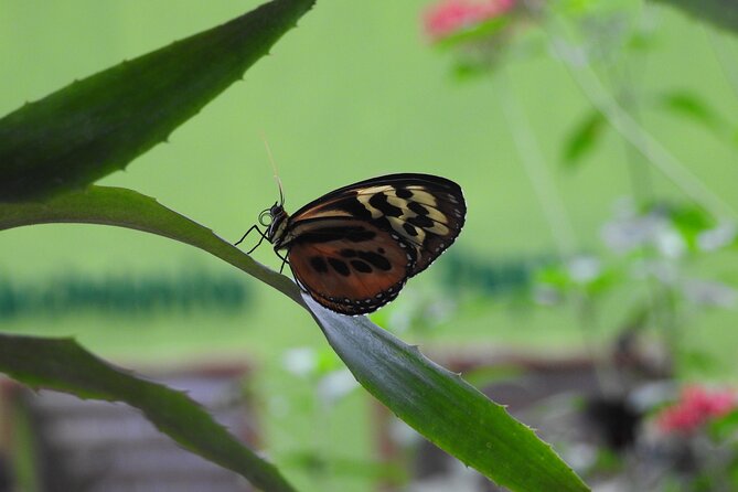 Full-Day Mindo Cloud Forest Tour Birdwatching Waterfalls and Hike - Butterflies and hummingbirds in Mindo