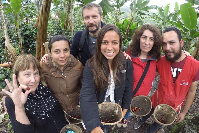 Full-Day Private Coffee Tour in Cocora Valley and Salento - Walking beneath Cocora Valley’s wax palms