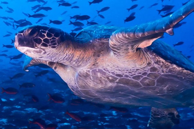 Full Day Tour Pinzon Island + La Fe/Las Palmas - Snorkeling & Fishing - La Fe or Las Palmas after lunch