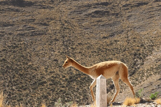 Full-Day Tour to Salinas Grandes and Purmamarca From Salta - What the $42.75 price really buys