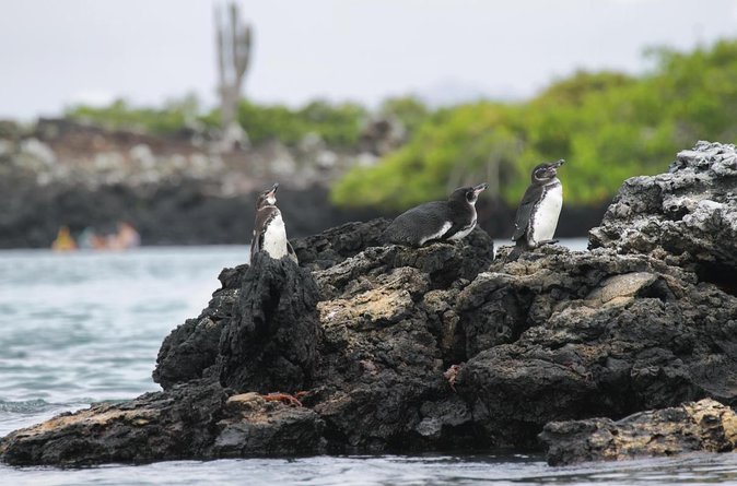 Galapagos Intensive 5 days, land base (3Islands) Excludes galapagos flight - Three islands in five days, with little wasted time