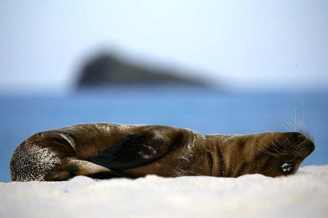 Galapagos Intensive 5 days, land base (3Islands) Excludes galapagos flight - Day 1: giant tortoises in the Santa Cruz highlands