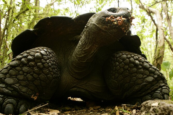Galapagos Intensive 5 days, land base (3Islands) Excludes galapagos flight - Day 3: wetlands, flamingos, tortoises, and Tintoreras