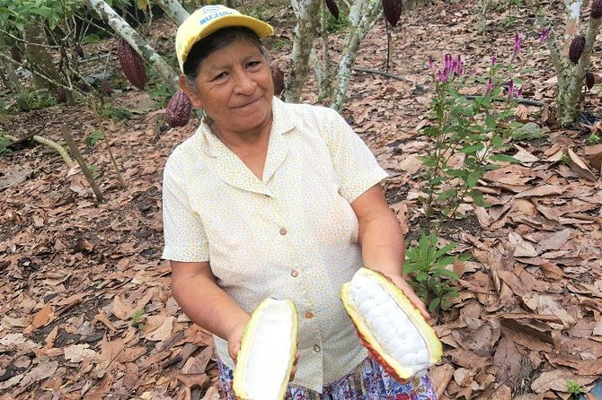 Guayaquil to Cuenca one-way tour with Cajas Park and a Cacao Farm visit - Cacao Loma and the taste of fresh cacao