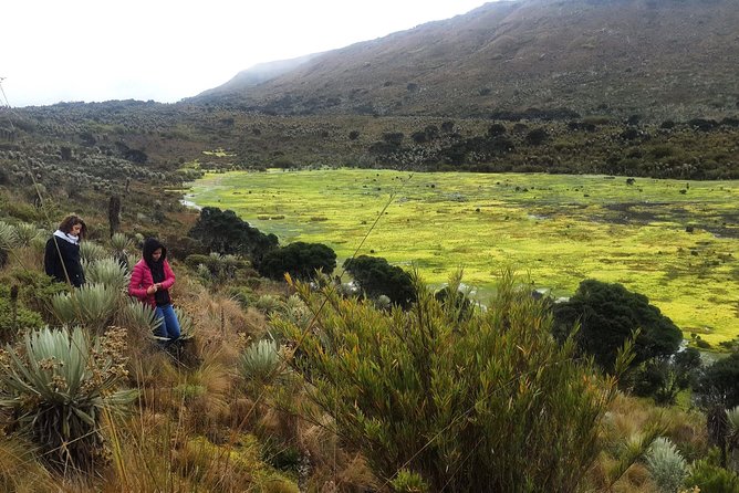 Hiking to the largest paramo on earth : Sumapaz - Plants, clouds, and wide mountain views