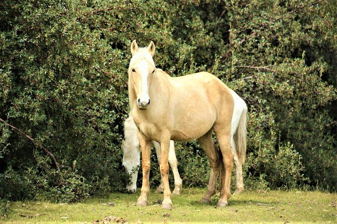 Horse Riding Chacan Mountain And Temple Of The Moon - Is this suitable if you have never ridden?