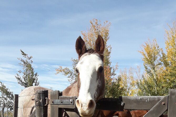 Horseback riding and barbecue in a private ranch - La Carrera, Mendoza - The Argentine asado and regional dessert table