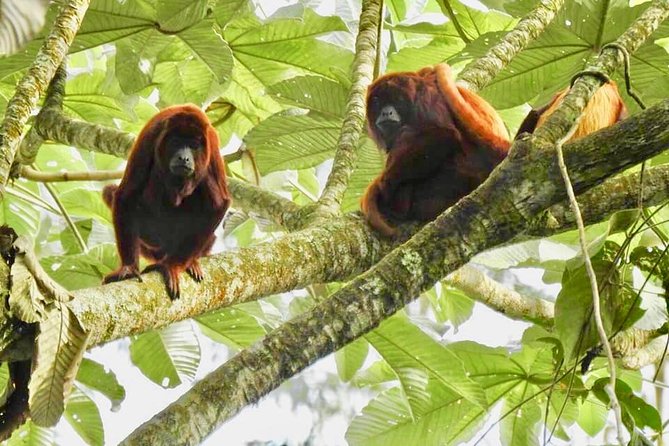 Howler Monkey Tour On The Barba Reserve - Bremen Of Philandia - Key points to know before you book