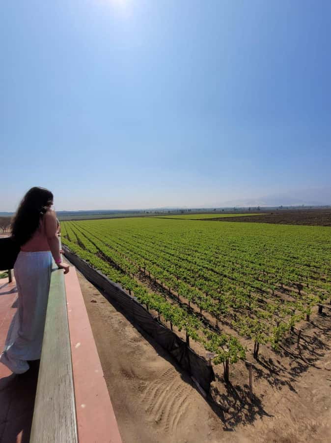 ICA: Pisco and Wine Route with tasting in 03 Wineries - Starting from Ica or Huacachina