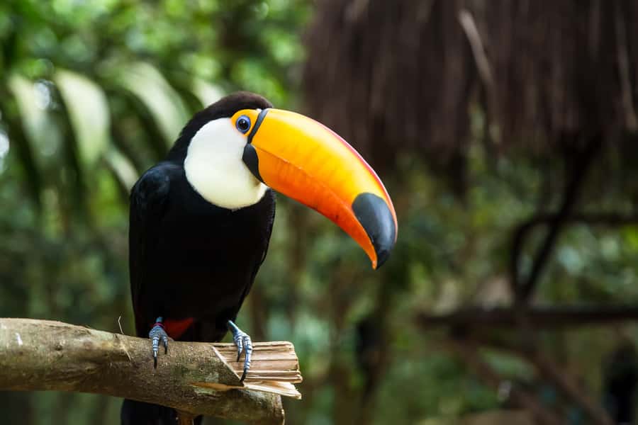 Iguazú Falls: The Natural Wonder of Argentina - Key points to know before booking