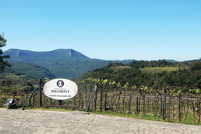 Jolimont Winery Tour - Visitation and Tasting - Canela RS - Vineyard views before the tasting