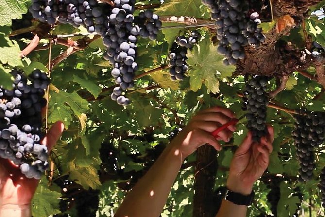 Jolimont Winery Tour - Visitation and Tasting - Canela RS - Seeing how grapes become bottled wine