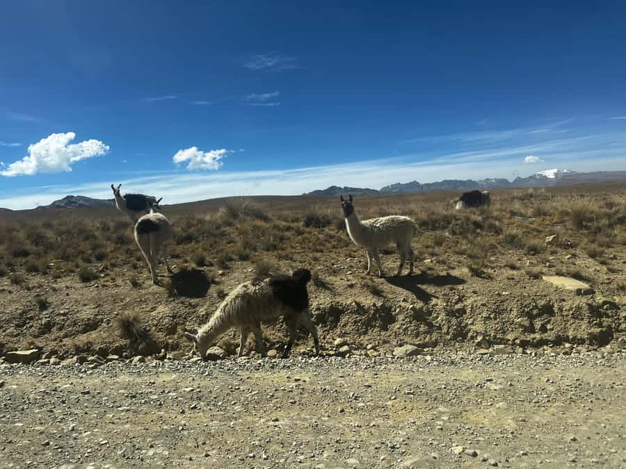 La Paz: Charquini Mountain Guided Hike - The Charquini trail from 4,600 meters