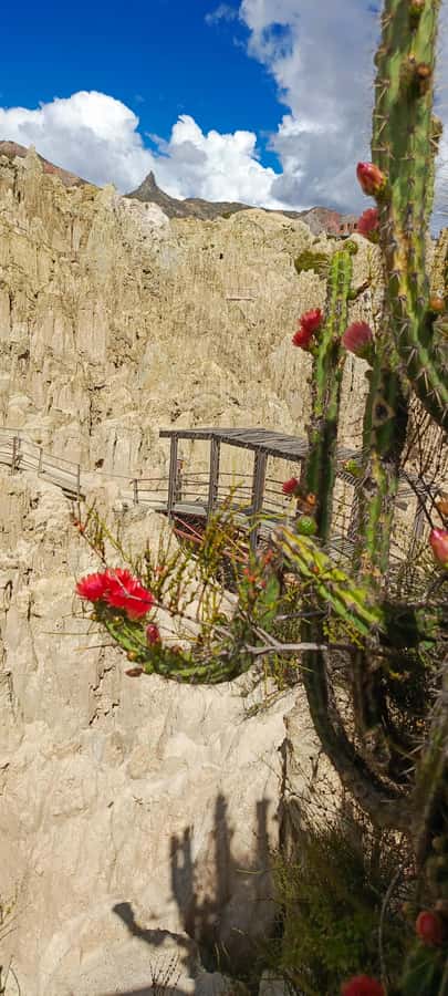 La Paz: Valle de las Animas, Moon Valley, & Killi Killi Tour - Who should book this La Paz tour?