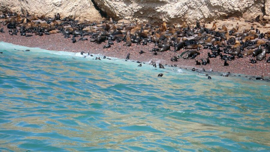 Lima: Ballestas & Huacachina Day Trip w/ Nazca Lines Flight - Huacachina, from lagoon walk to high dunes