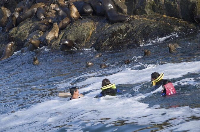 Lima: Palomino Islands Excursion & Swimming with Sea Lions with Hotel Transfers - Key points to know before booking