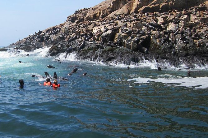 Lima: Palomino Islands Excursion & Swimming with Sea Lions with Hotel Transfers - From your Lima hotel to Callao Harbor