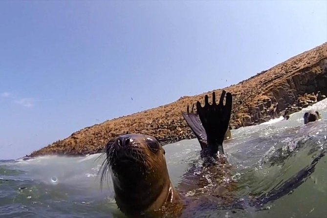 Lima: Palomino Islands Excursion & Swimming with Sea Lions with Hotel Transfers - What the crew does well, and where the outing can falter