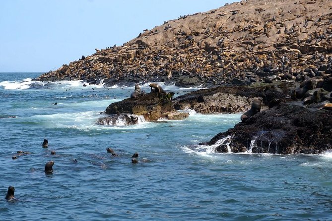 Lima: Palomino Islands Excursion & Swimming with Sea Lions with Hotel Transfers - What to wear and bring for the four-and-a-half-hour trip