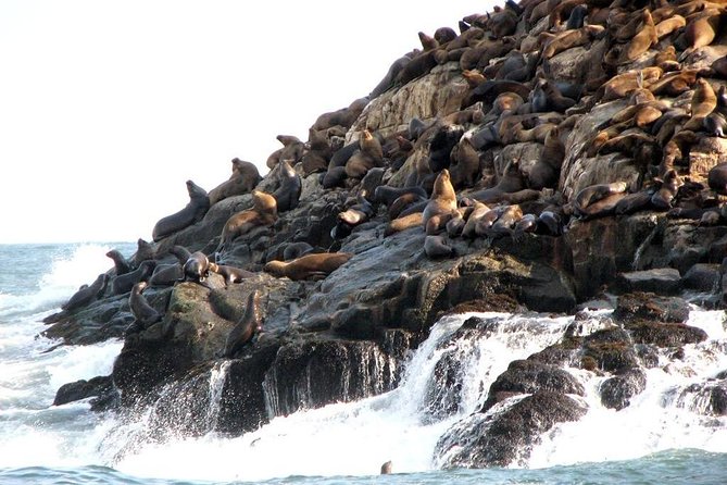 Lima: Palomino Islands Excursion & Swimming with Sea Lions with Hotel Transfers - Who should book this Palomino Islands trip?