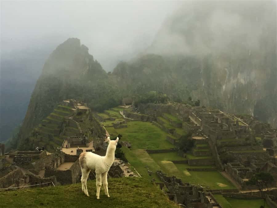 Machu Picchu: Private Tour Guide Service - Temples, palaces, and Inca engineering