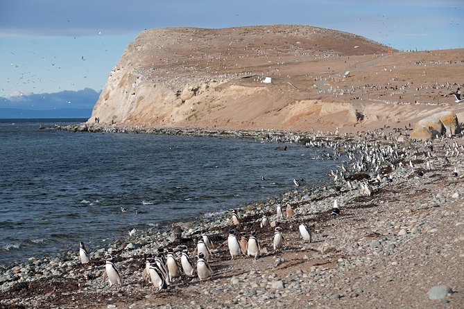 Magdalena Island Penguin Tour by Boat from Punta Arenas - Why Magdalena Island is worth the boat ride