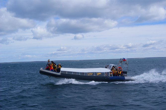 Magdalena Island Penguin Tour by Boat from Punta Arenas - The return sailing and what the timing feels like