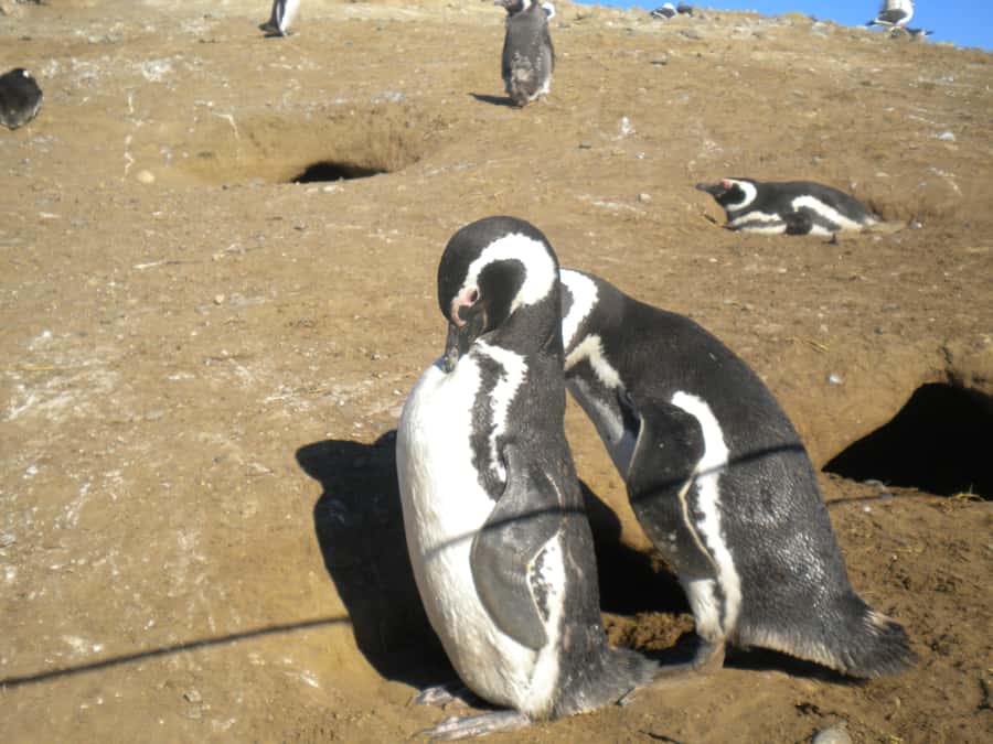 Magdalena Island Penguin Tour by Boat from Punta Arenas - Is $160 a fair price?