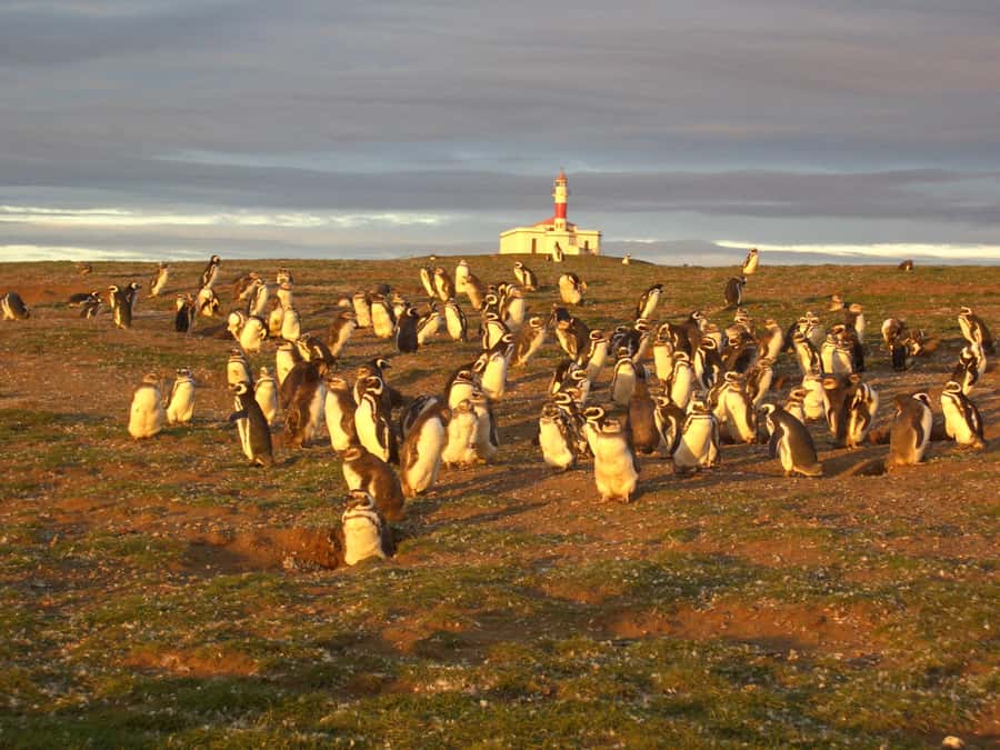 Magdalena Island Penguin Tour by Boat from Punta Arenas - Practical tips for a smoother visit