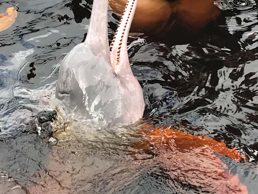 Manaus: 2-Day River Tour With Overnight Stay - What two days in the Amazon really feel like