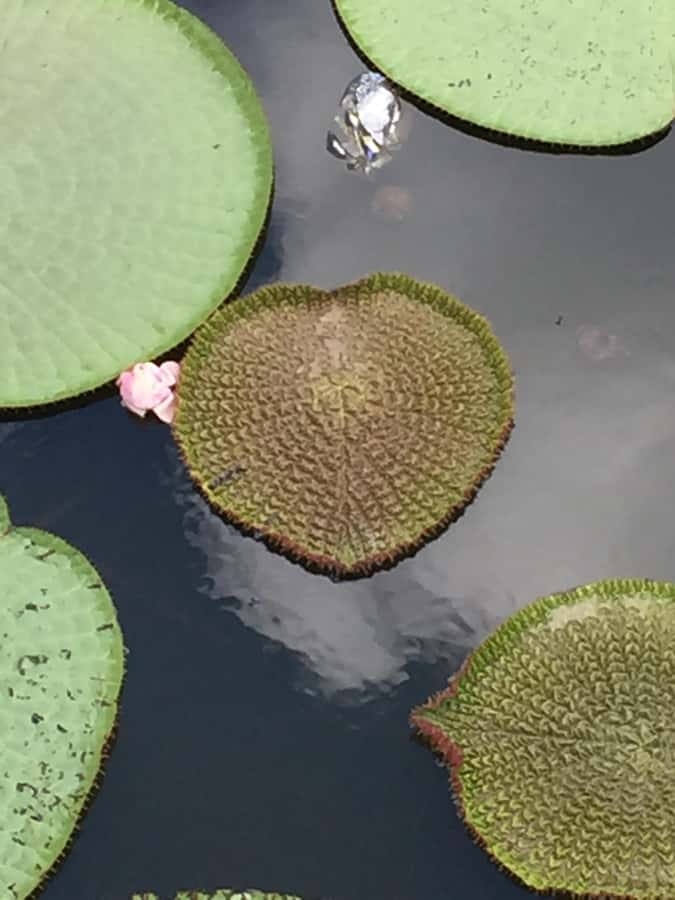 Manaus: 2-Day River Tour With Overnight Stay - Leaving Manaus and reaching the forest