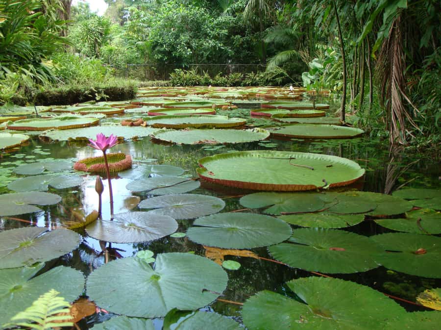 Manaus: Full-Day Tour on the Amazon River - Visiting the Dessanos and Tucanos Village